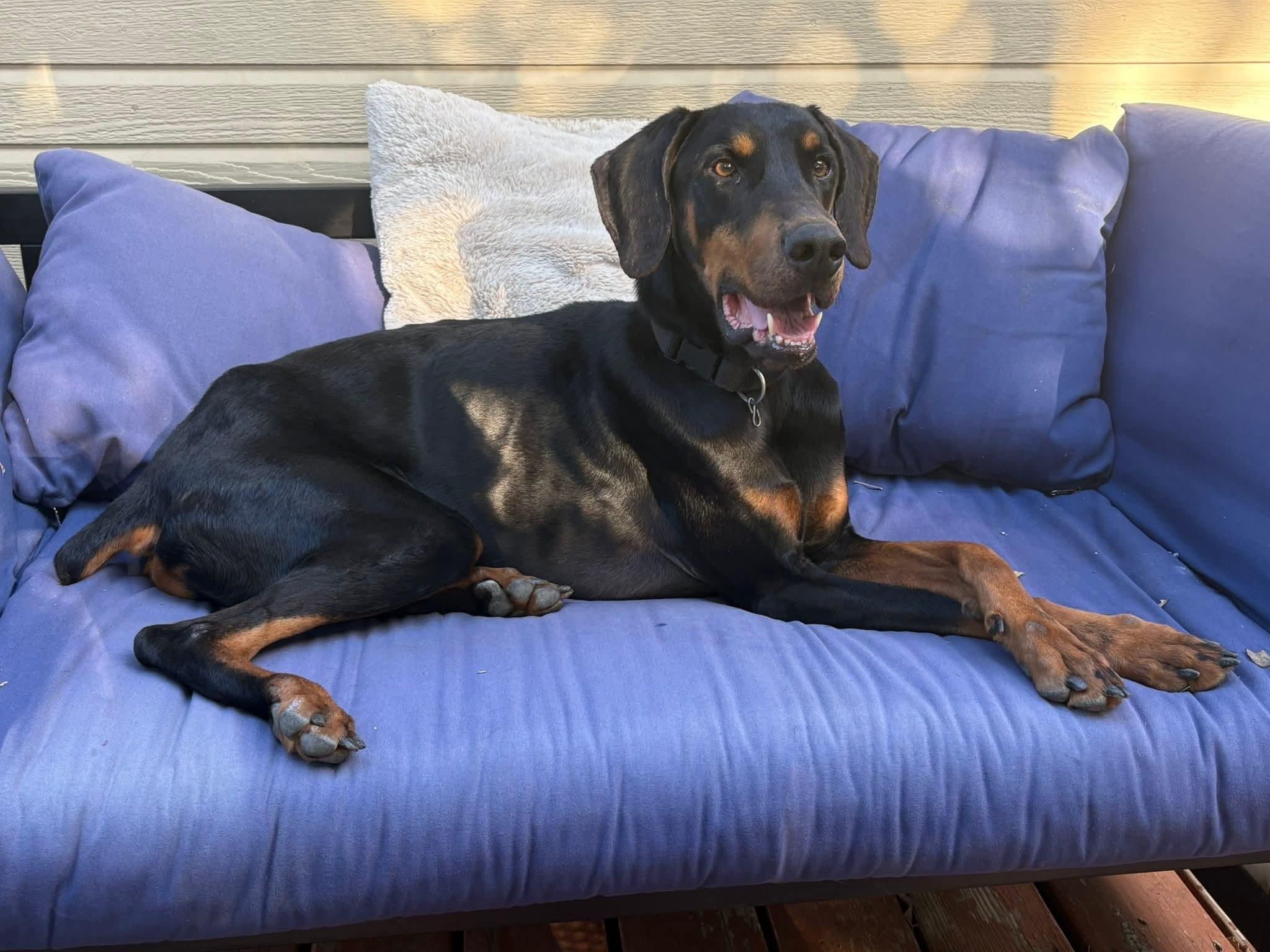 Ducati, ADOPTABLE, Adult Male Doberman Pinscher.