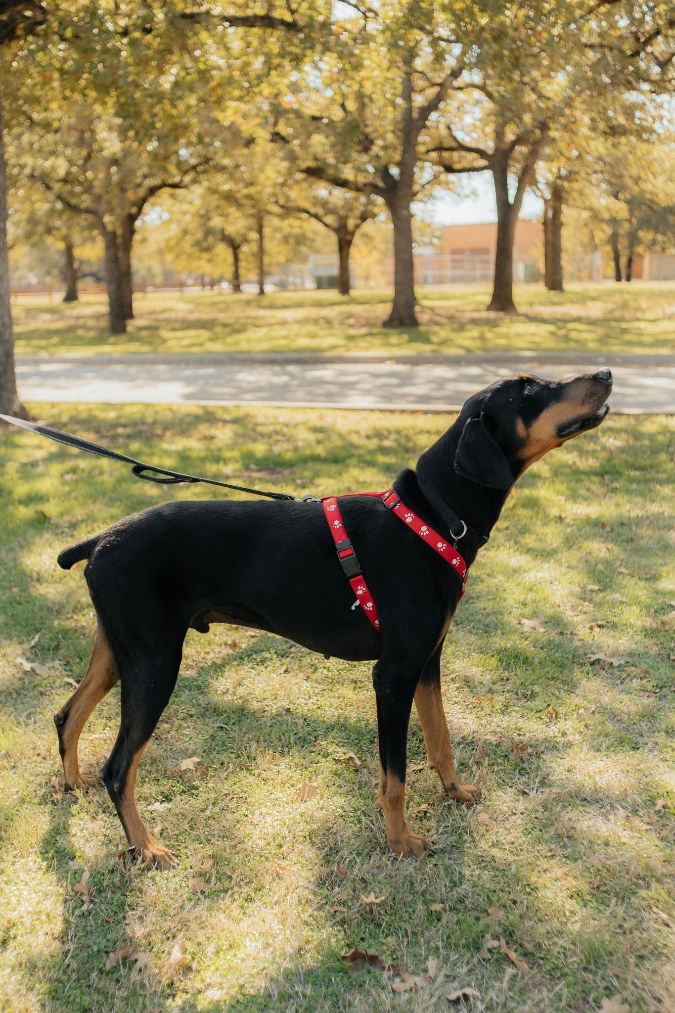 Enlarge Ducati, a ADOPTABLE Doberman Pinscher in Benbrook, TX image 2/3