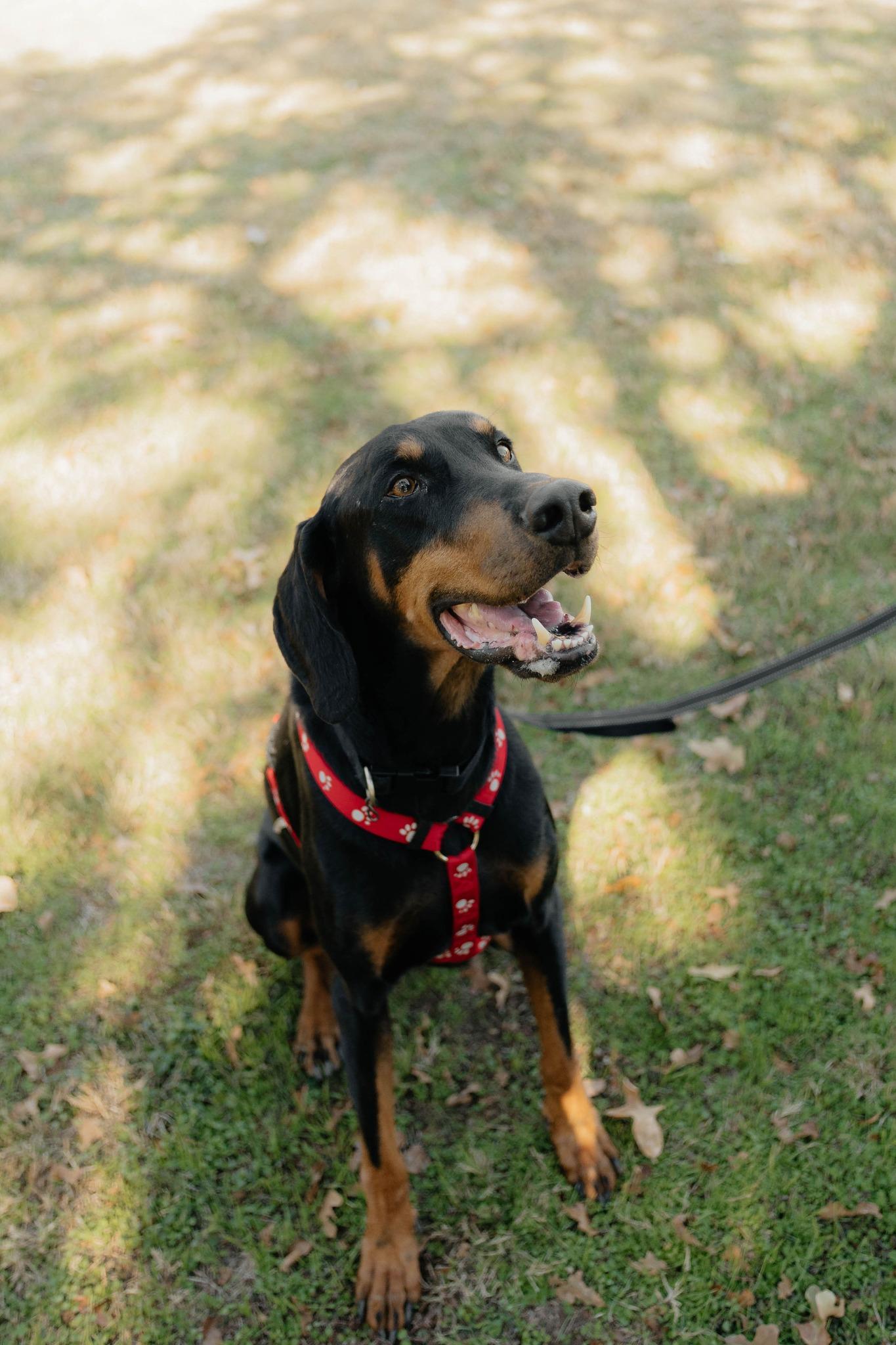 Enlarge Ducati, a ADOPTABLE Doberman Pinscher in Benbrook, TX image 3/3