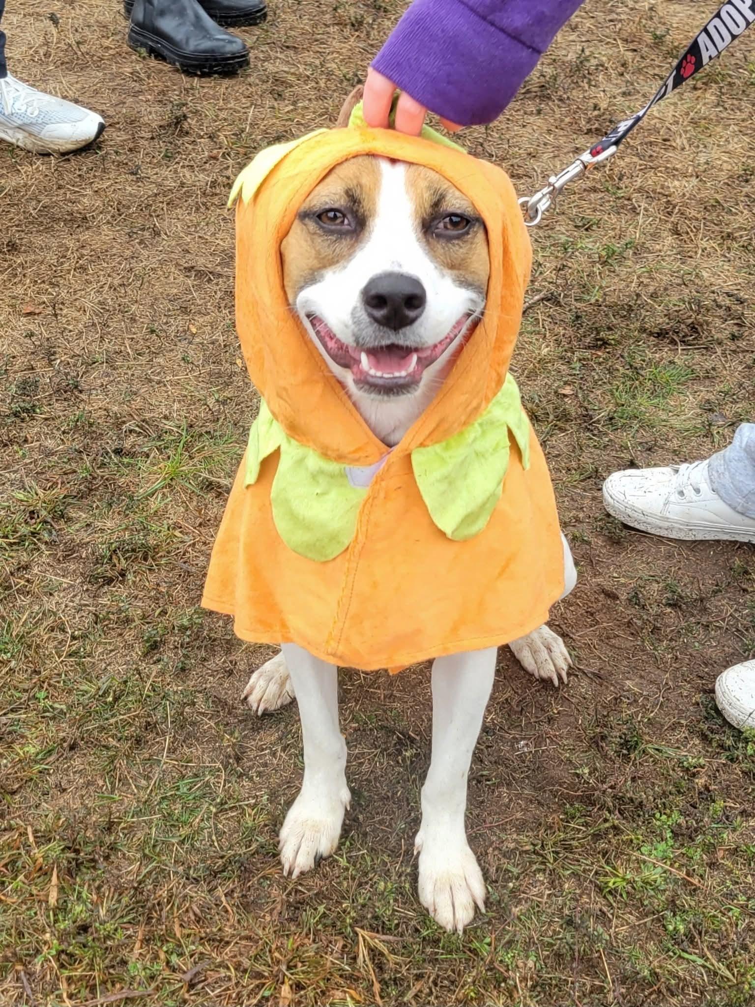 Enlarge Brandy, a ADOPTABLE mixed breed in Ringwood, NJ image 5/6