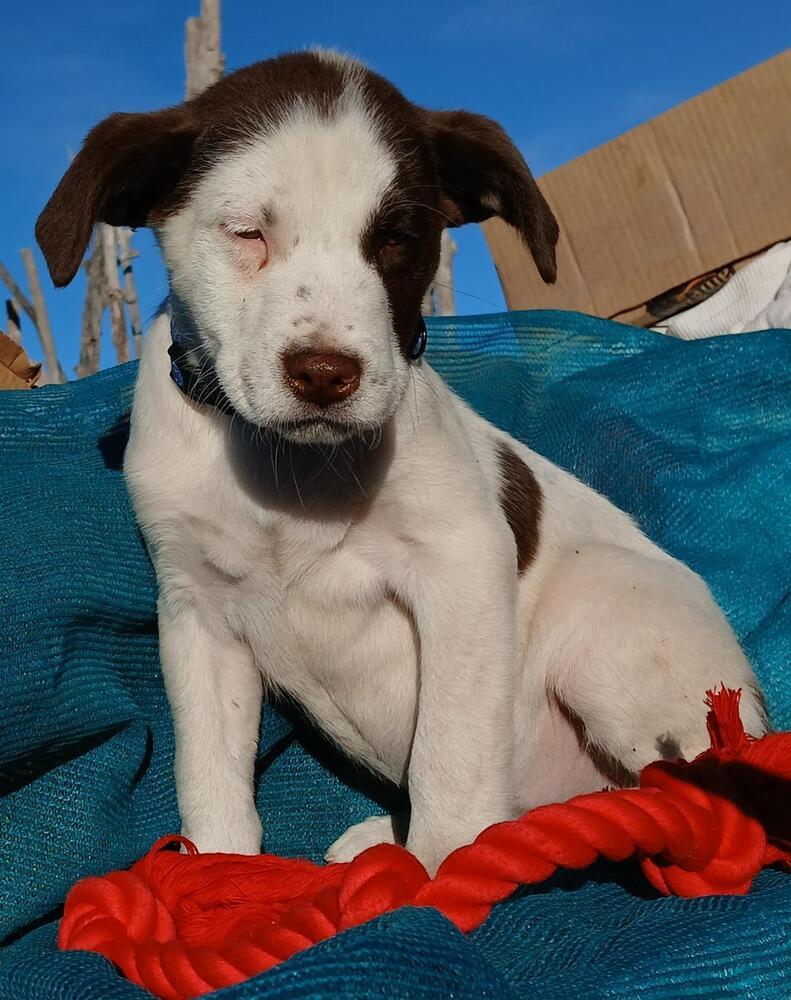 Kentucky, a Adoptable mixed breed in Albuquerque, NM image 1/3