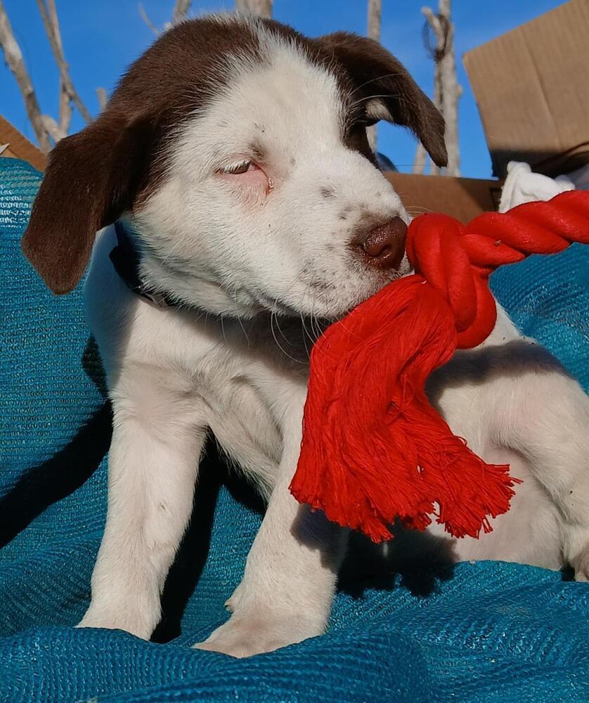 Kentucky, a Adoptable mixed breed in Albuquerque, NM image 2/3