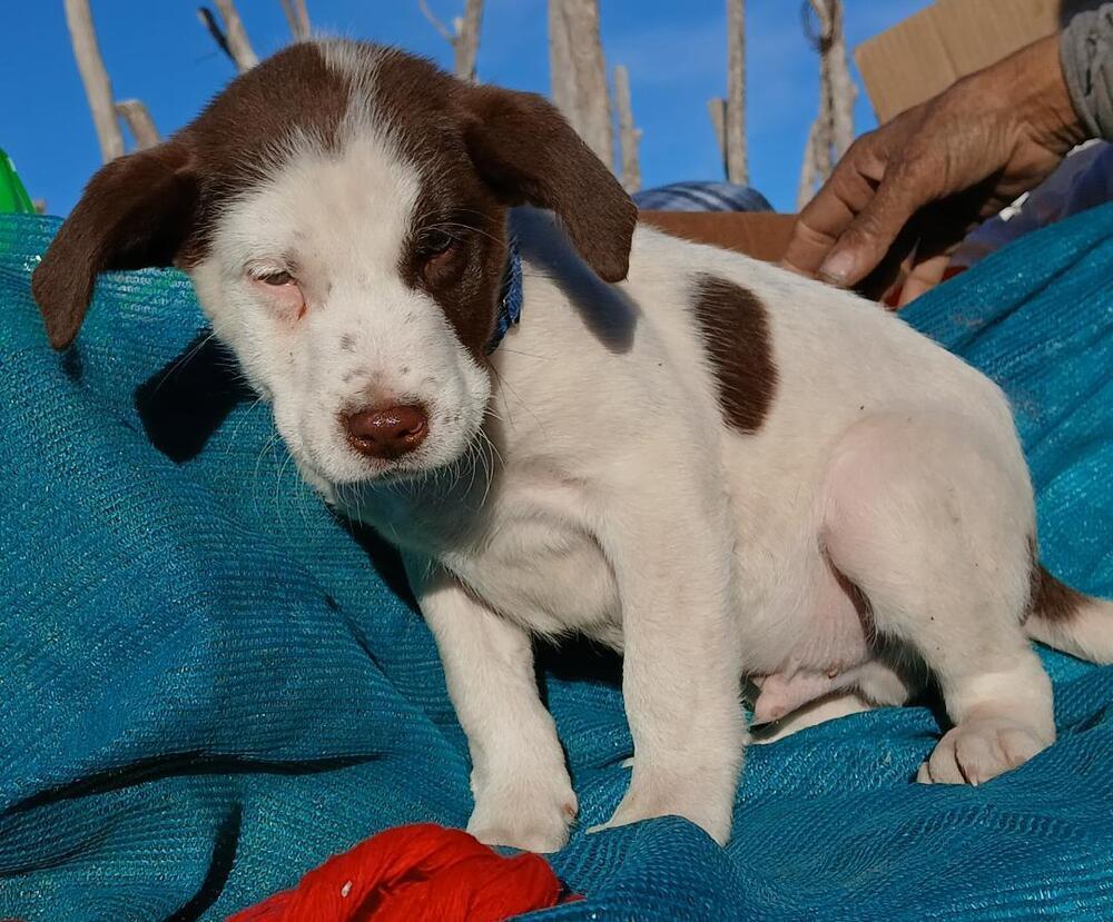 Kentucky, a Adoptable mixed breed in Albuquerque, NM image 3/3
