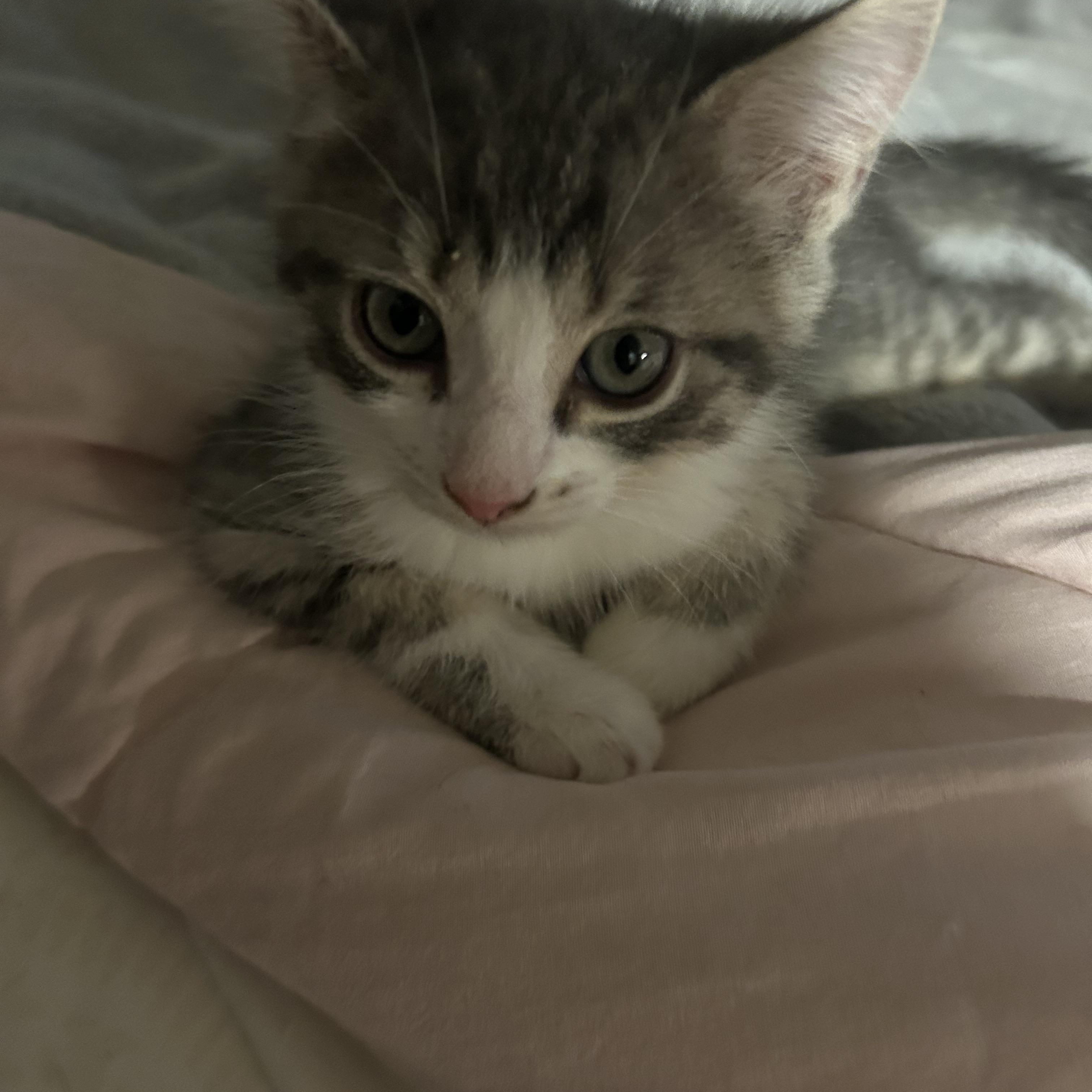 Rachel, Baby Female Domestic Medium Hair