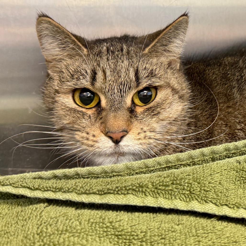 Enlarge Maggie, a Adoptable Domestic Short Hair in Pittsburgh, PA image 3/6