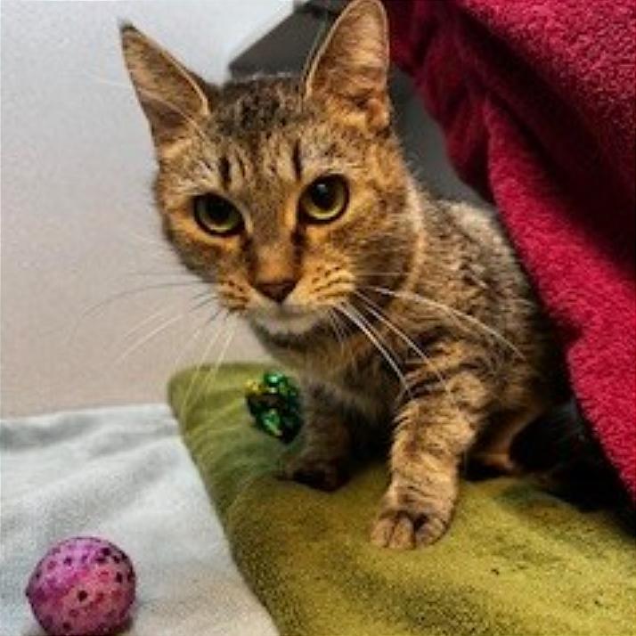 Enlarge Maggie, a Adoptable Domestic Short Hair in Pittsburgh, PA image 4/6