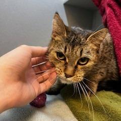 Enlarge Maggie, a Adoptable Domestic Short Hair in Pittsburgh, PA image 5/6