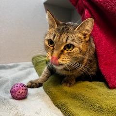 Enlarge Maggie, a Adoptable Domestic Short Hair in Pittsburgh, PA image 6/6