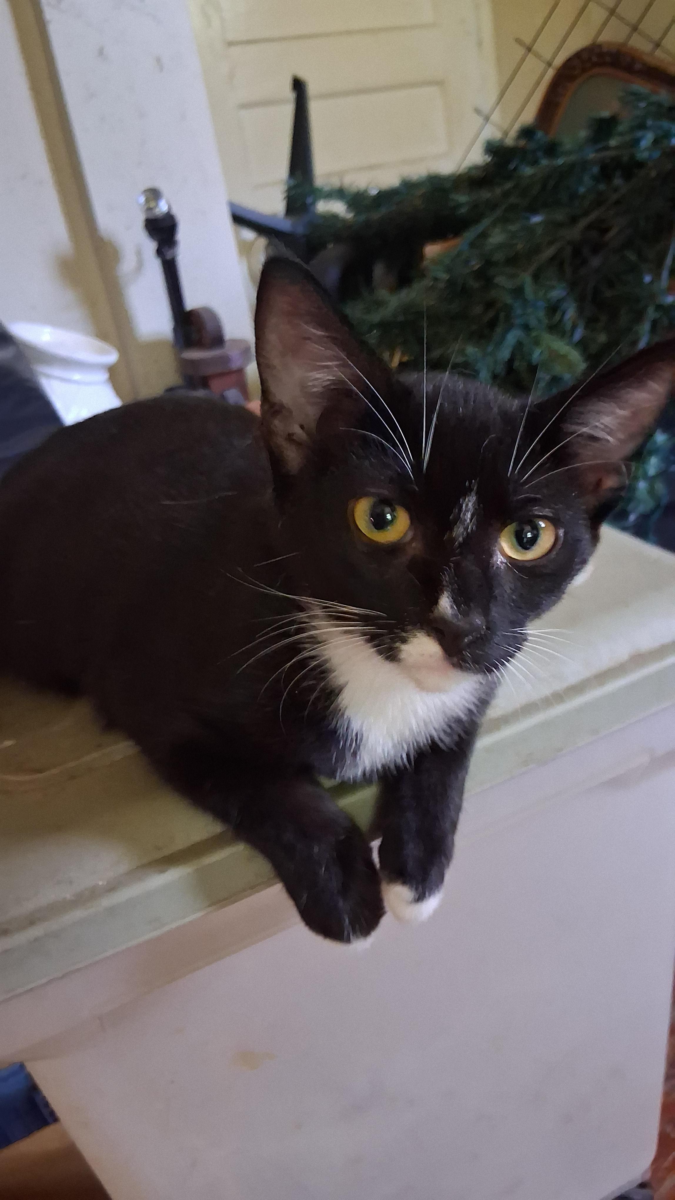 Enlarge Oopsie, a Adoptable Domestic Short Hair in Randolph, AL image 1/2