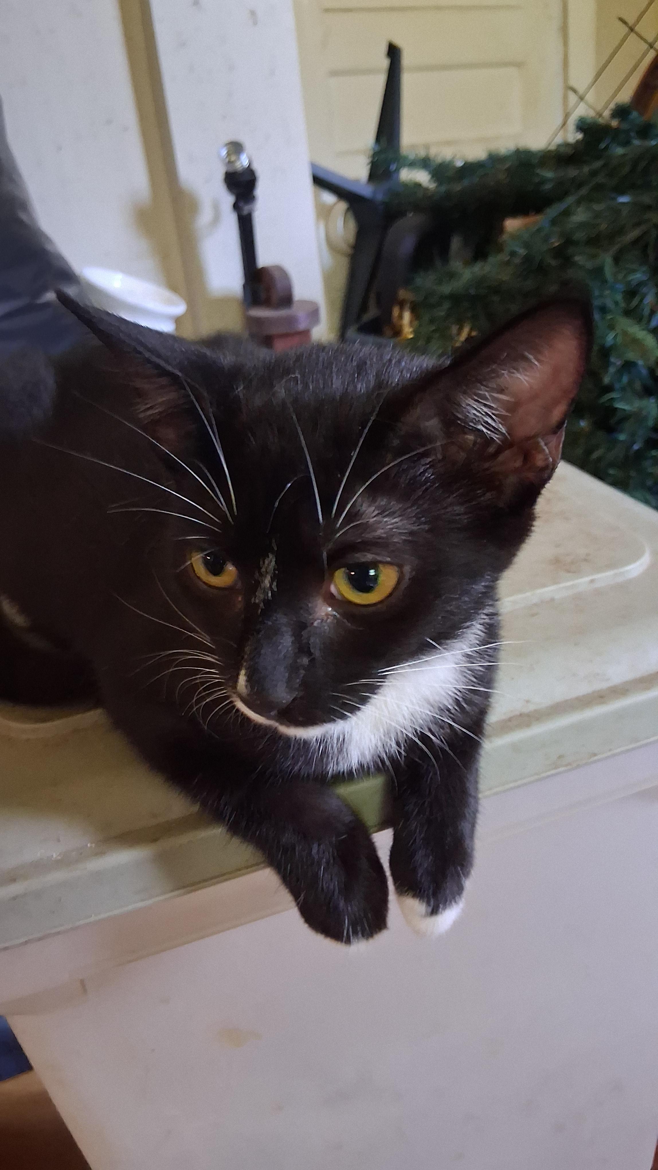 Enlarge Oopsie, a Adoptable Domestic Short Hair in Randolph, AL image 2/2
