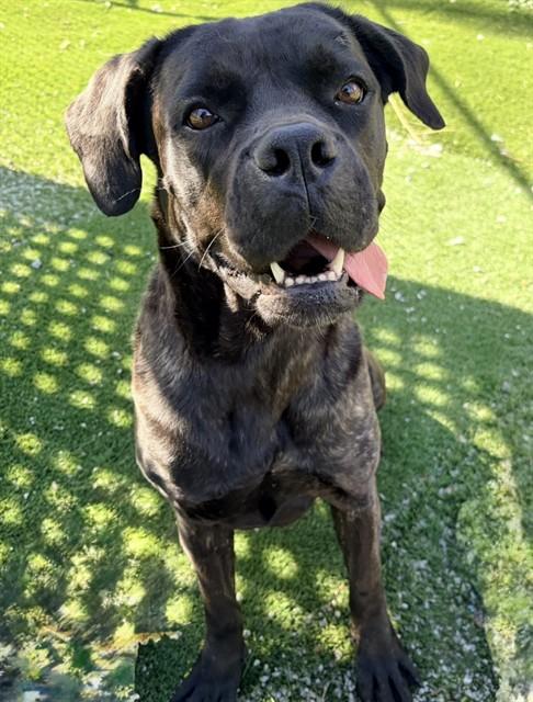Enlarge TORI, a Adoptable Cane Corso in Toronto, ON image 1/1