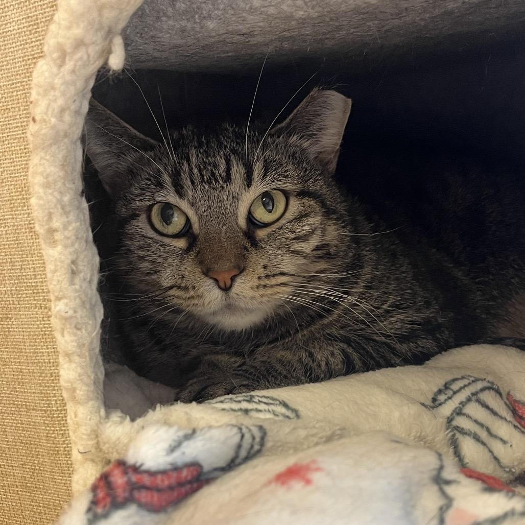 Enlarge Snax, a Adoptable Domestic Short Hair in Chicago, IL image 1/1