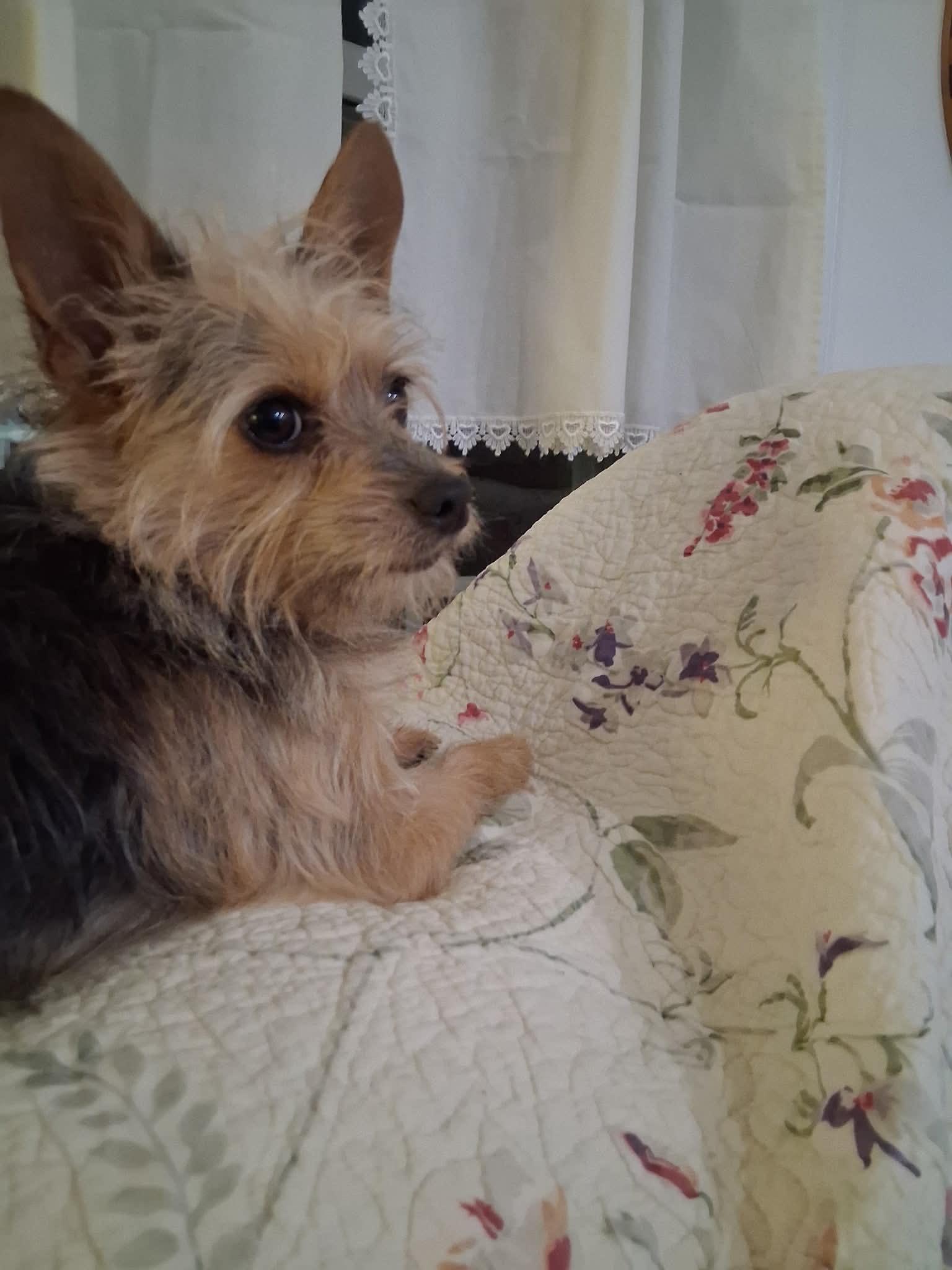 Enlarge Courtesy Post - Stevie, a Adoptable mixed breed in Vernon, CT image 1/1