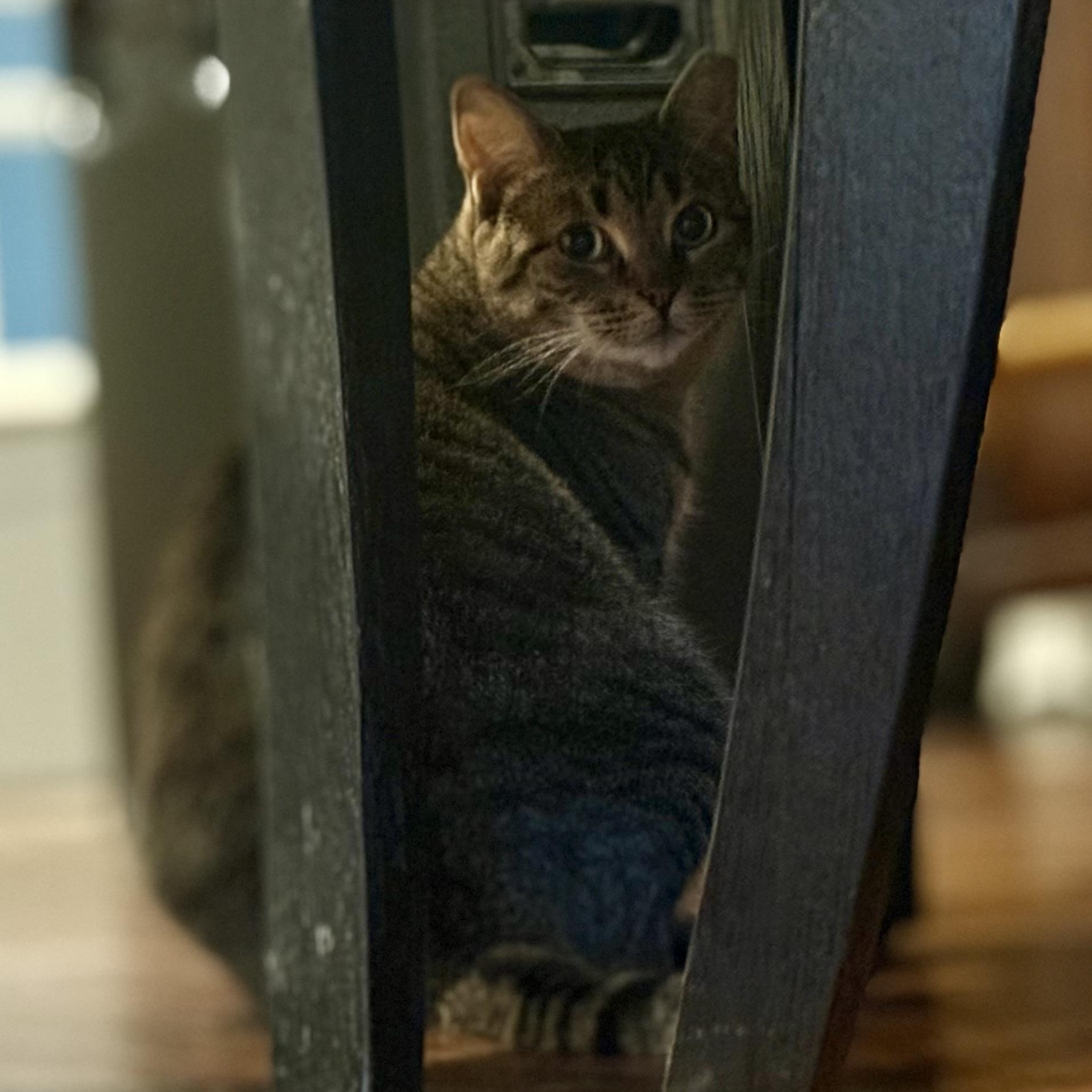 Enlarge SADIE, a Adoptable Tabby in Hamilton, NJ image 3/4