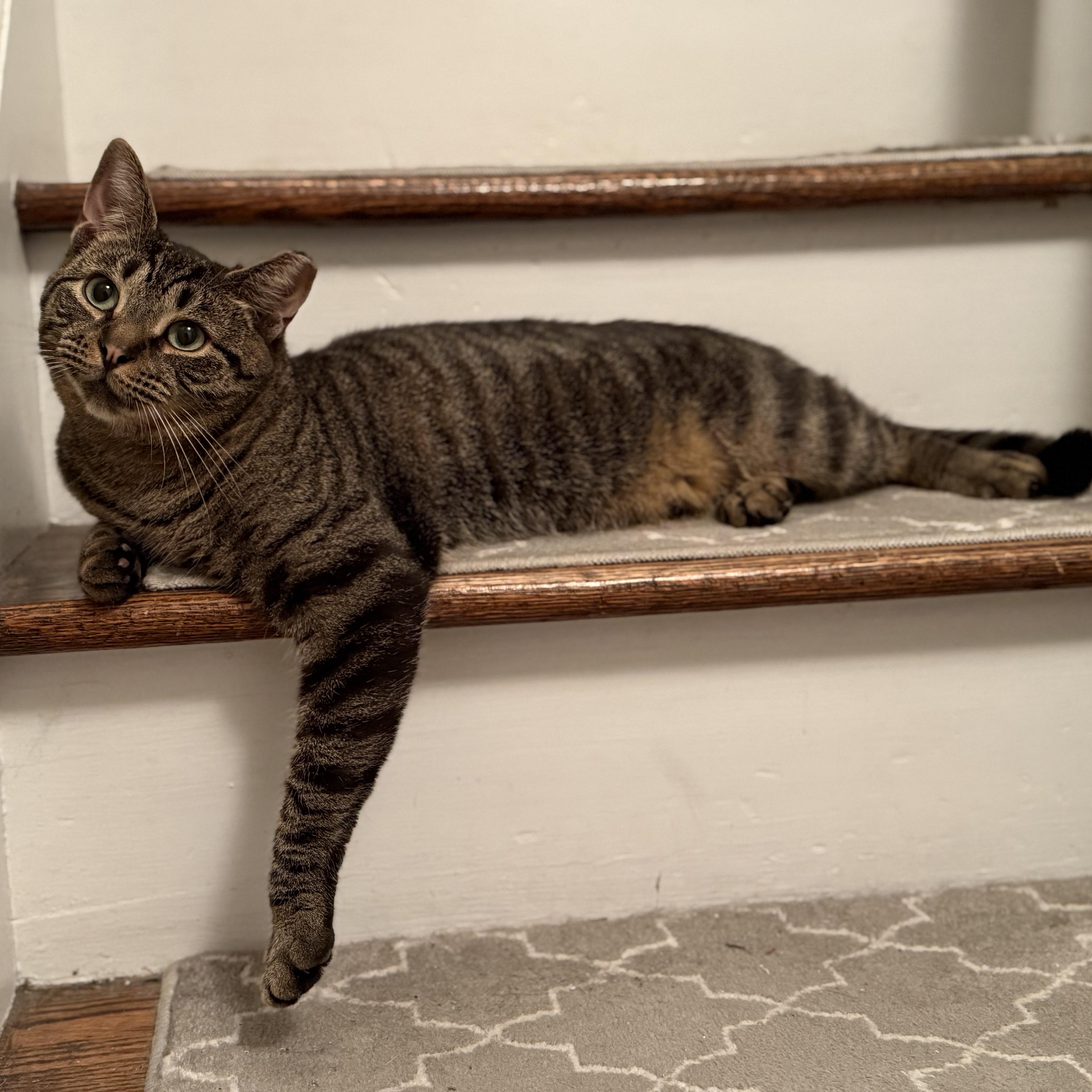 Enlarge SADIE, a Adoptable Tabby in Hamilton, NJ image 2/4