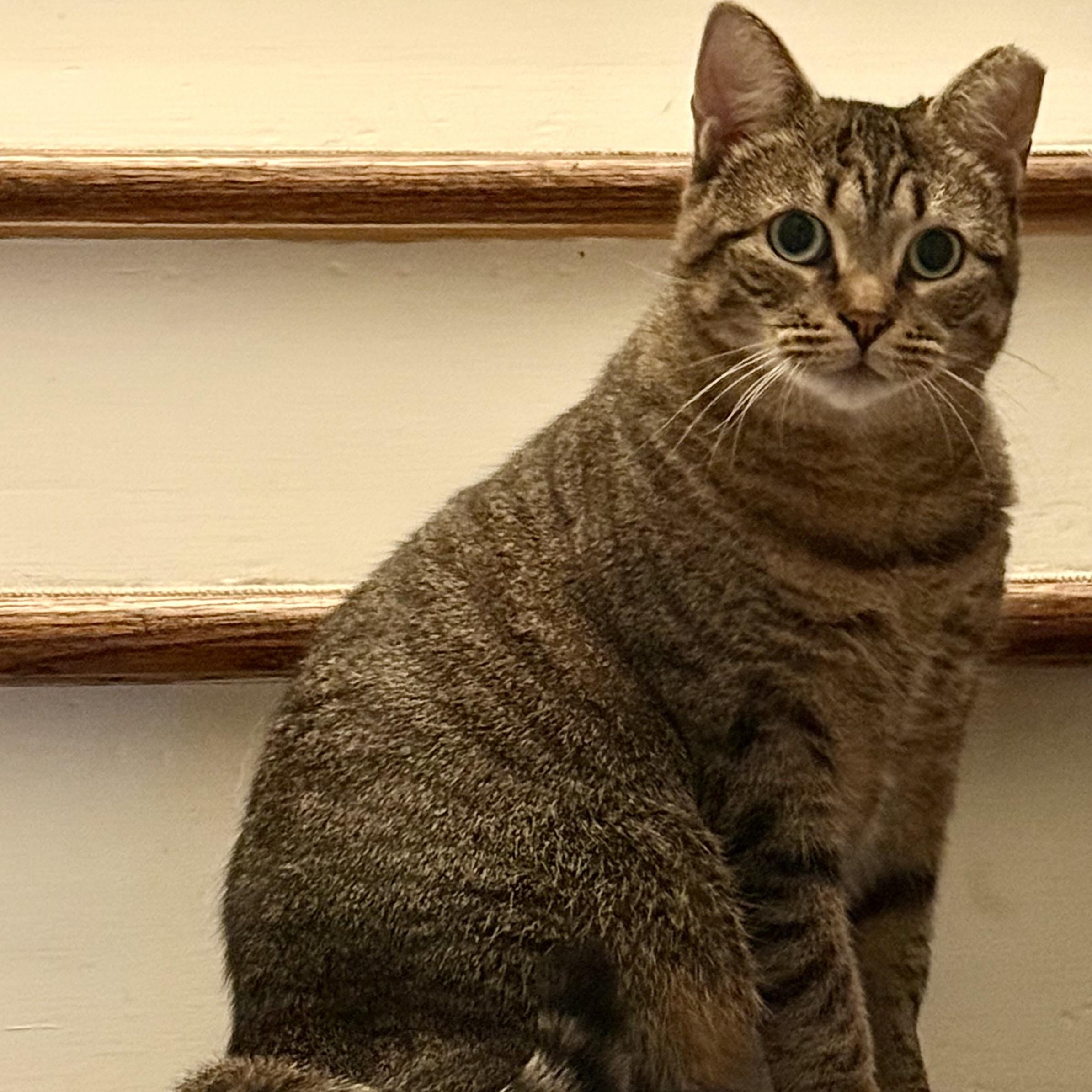 Enlarge SADIE, a Adoptable Tabby in Hamilton, NJ image 4/4