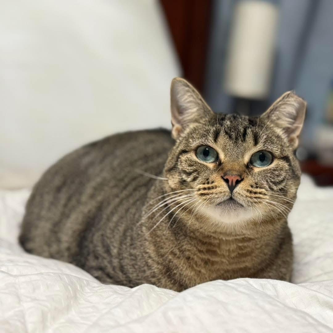 Enlarge SADIE, a Adoptable Tabby in Hamilton, NJ image 1/4