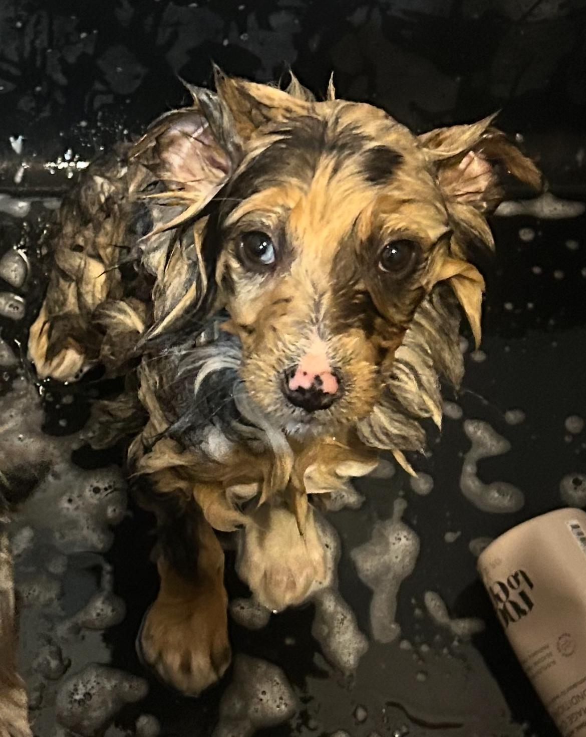 Enlarge Eden, an adopted mixed breed in West Falls, NY image 4/4