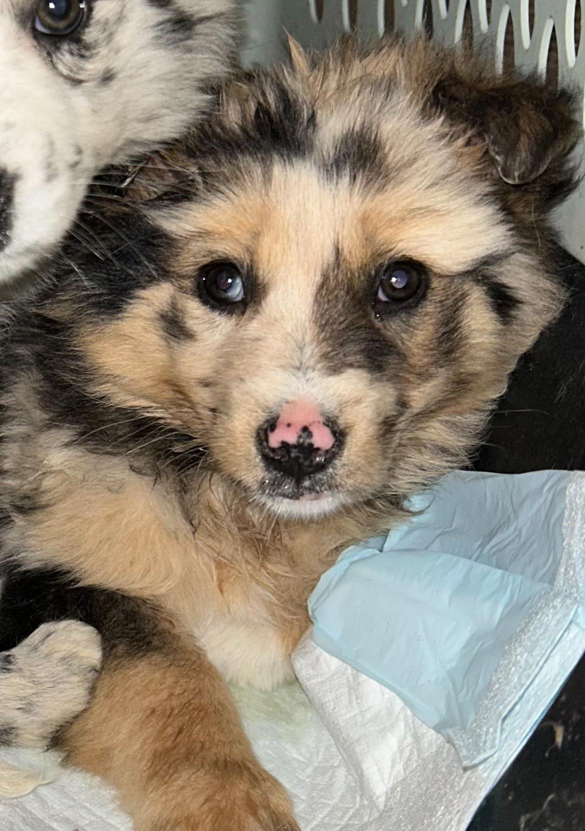 Eden, adopted, Puppy Female Australian Shepherd & Border Collie.