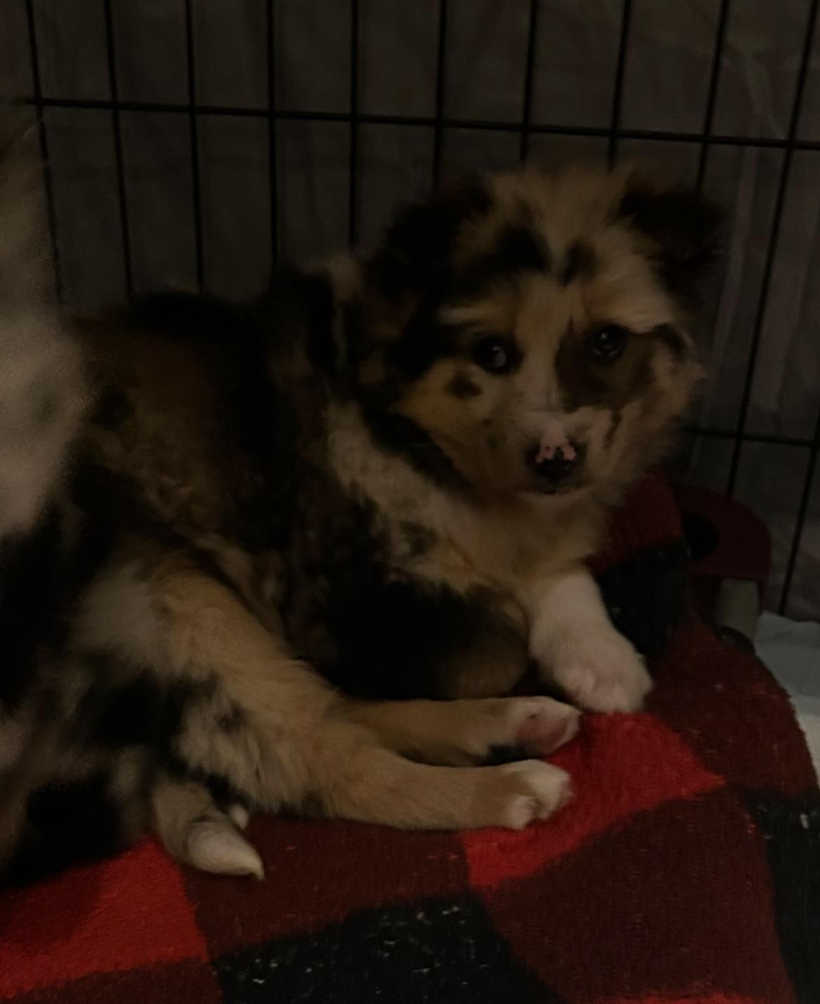 Enlarge Eden, an adopted mixed breed in West Falls, NY image 3/4