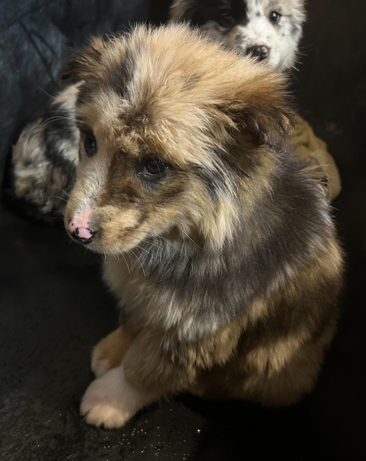 Enlarge Eden, an adopted mixed breed in West Falls, NY image 2/4