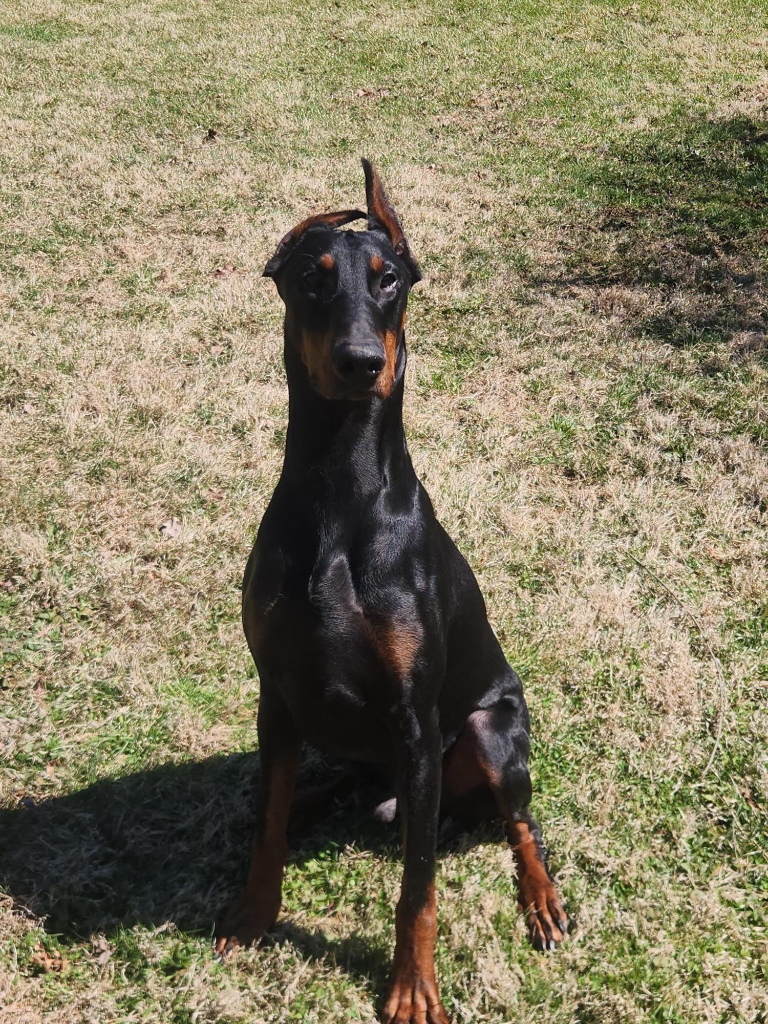 Enlarge Kang , a ADOPTABLE Doberman Pinscher in Phoenixville, PA image 1/1