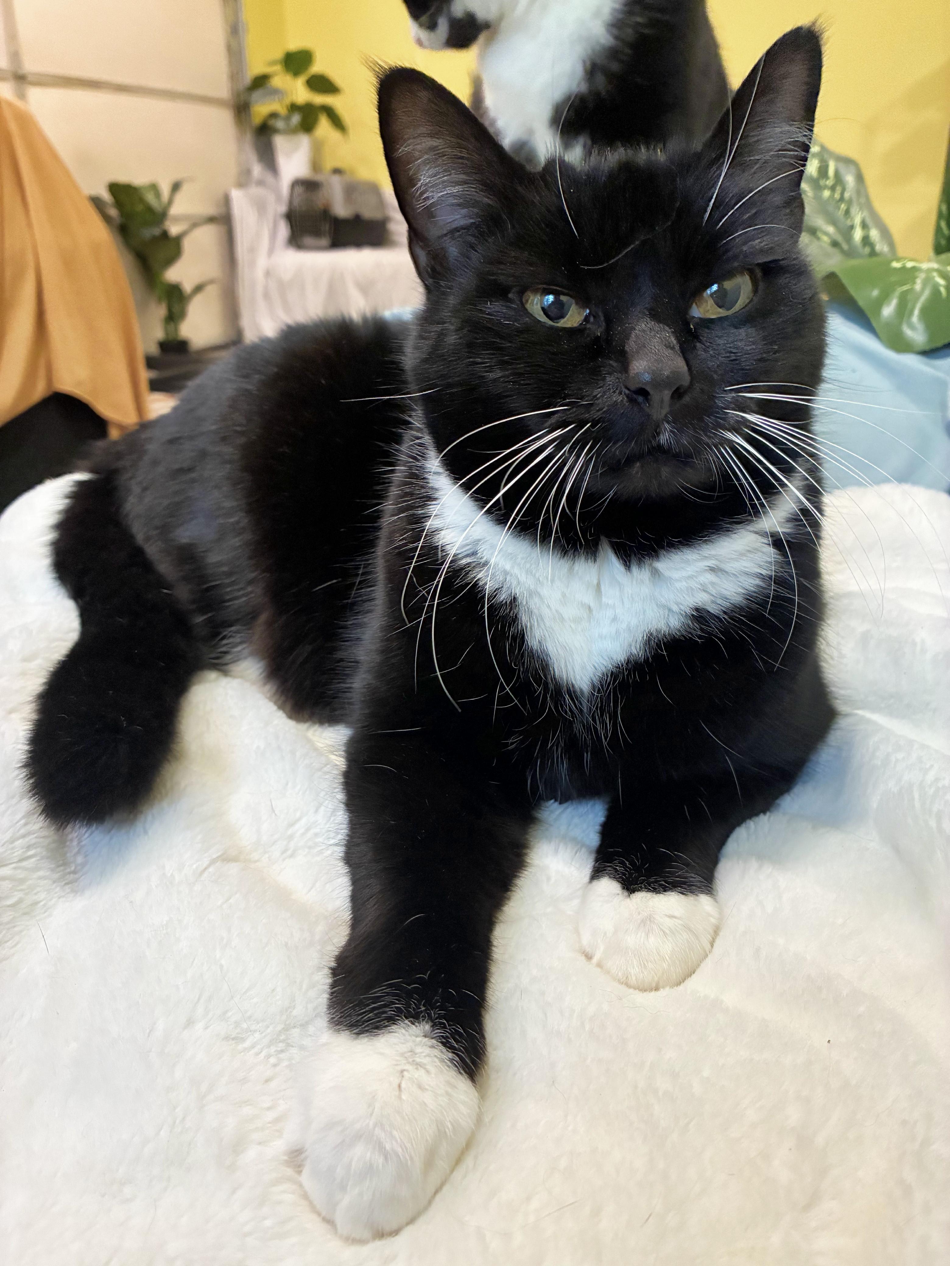 Enlarge Missy, a Adoptable Domestic Short Hair in Bellingham, WA image 6/6