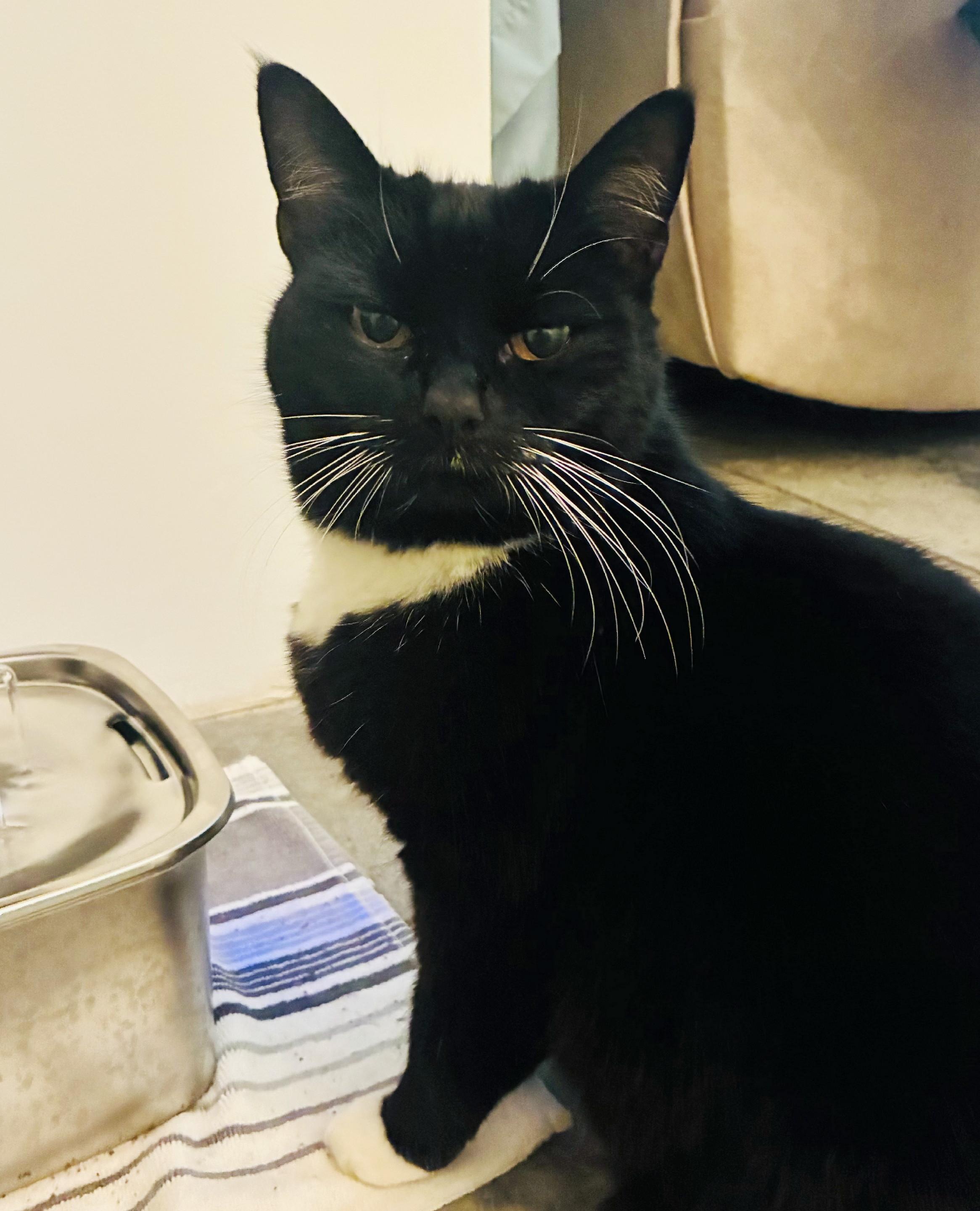 Enlarge Missy, a Adoptable Domestic Short Hair in Bellingham, WA image 3/6