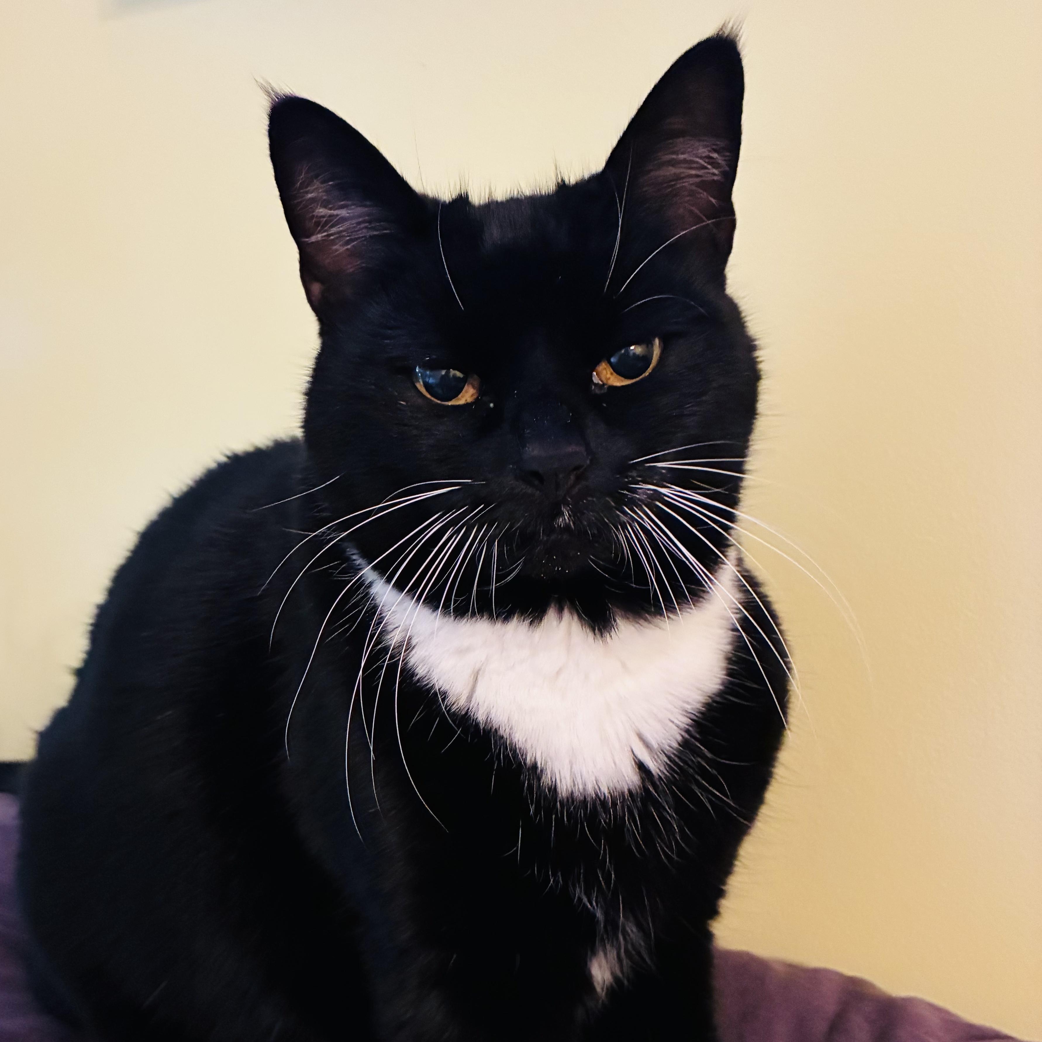 Missy, Adoptable, Senior Female Domestic Short Hair.