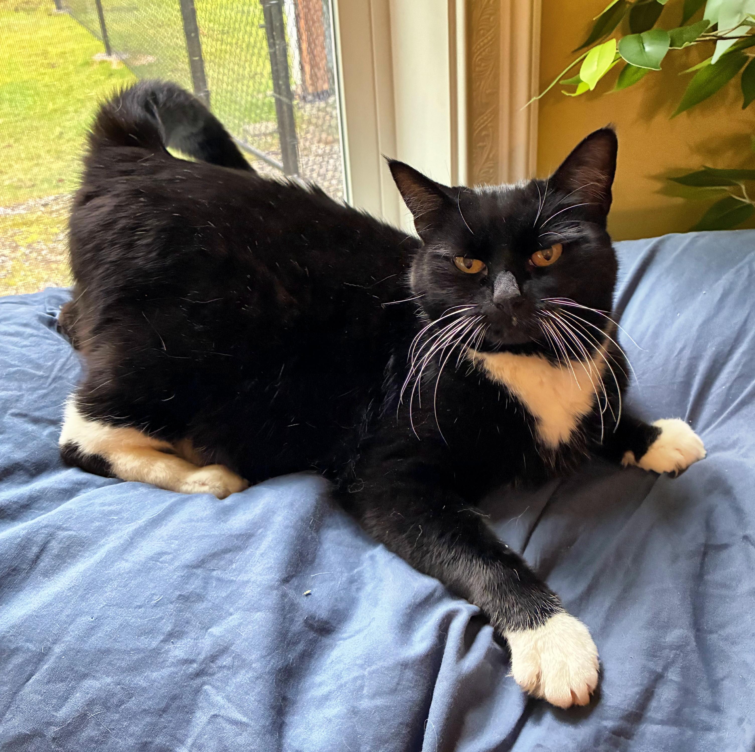 Enlarge Missy, a Adoptable Domestic Short Hair in Bellingham, WA image 2/6