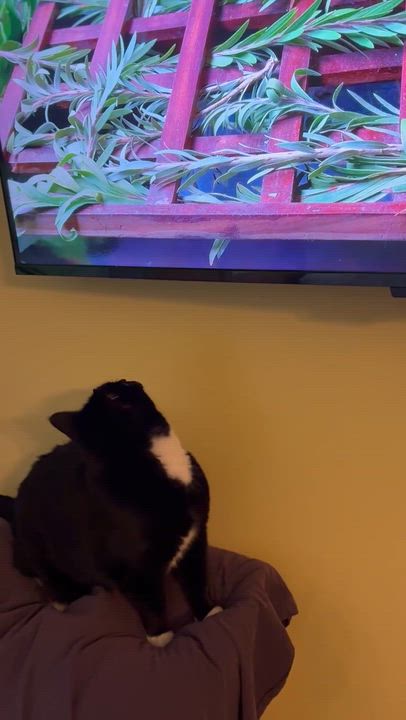 Enlarge Missy, a Adoptable Domestic Short Hair in Bellingham, WA video 5/6