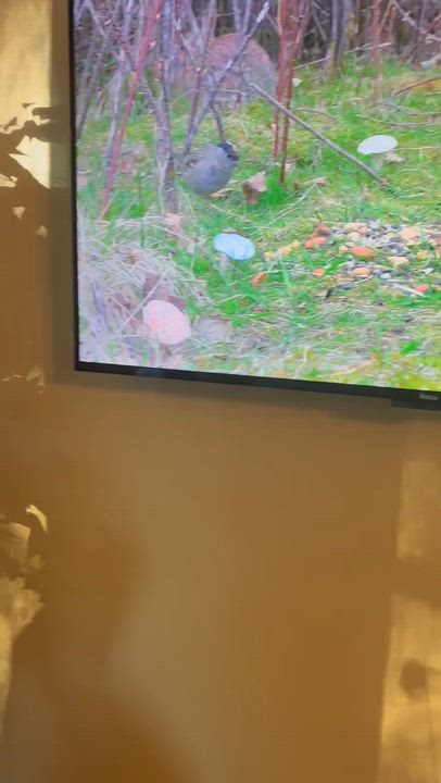 Enlarge Missy, a Adoptable Domestic Short Hair in Bellingham, WA video 4/6