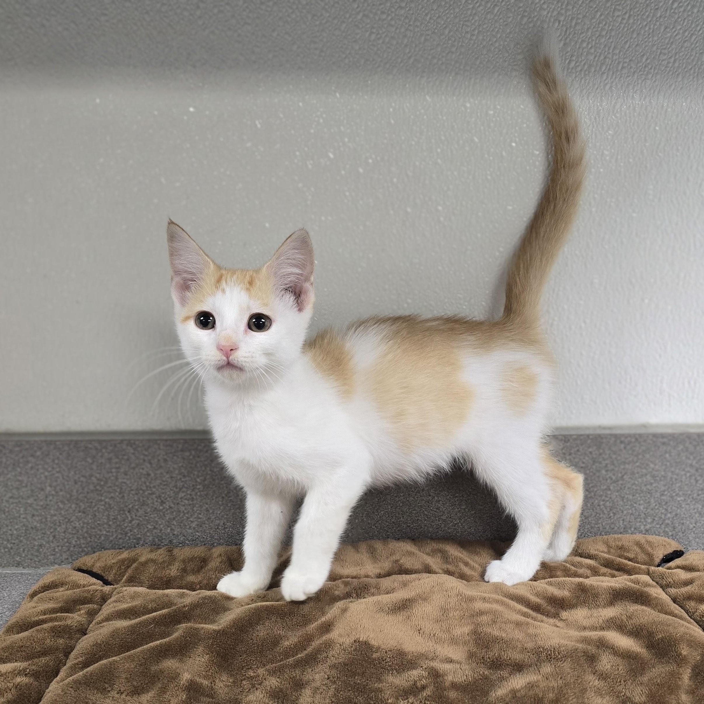 Skipper, a Adoptable mixed breed in Mount Carmel, IL image 2/5