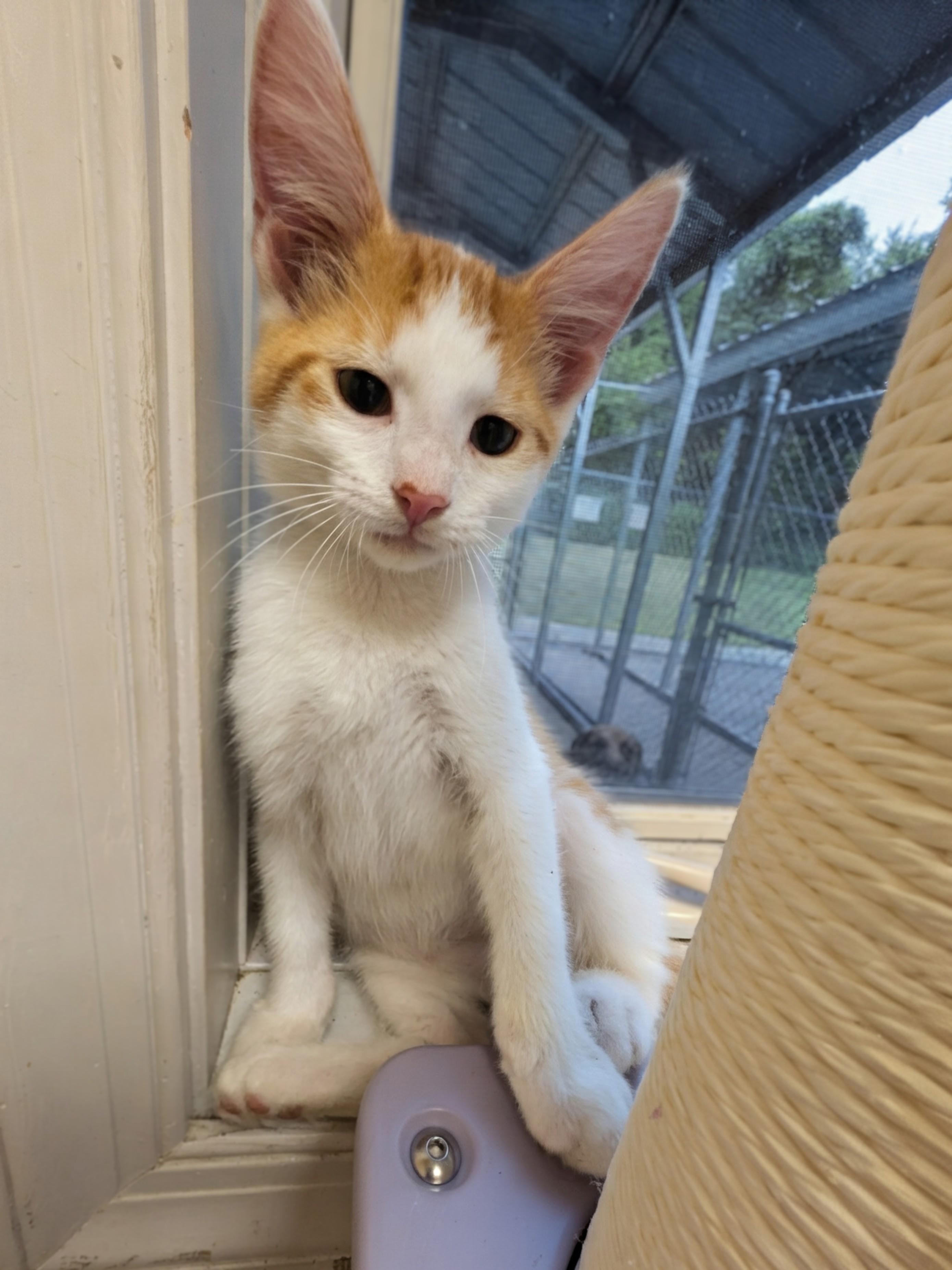 Skipper, a Adoptable mixed breed in Mount Carmel, IL image 5/5