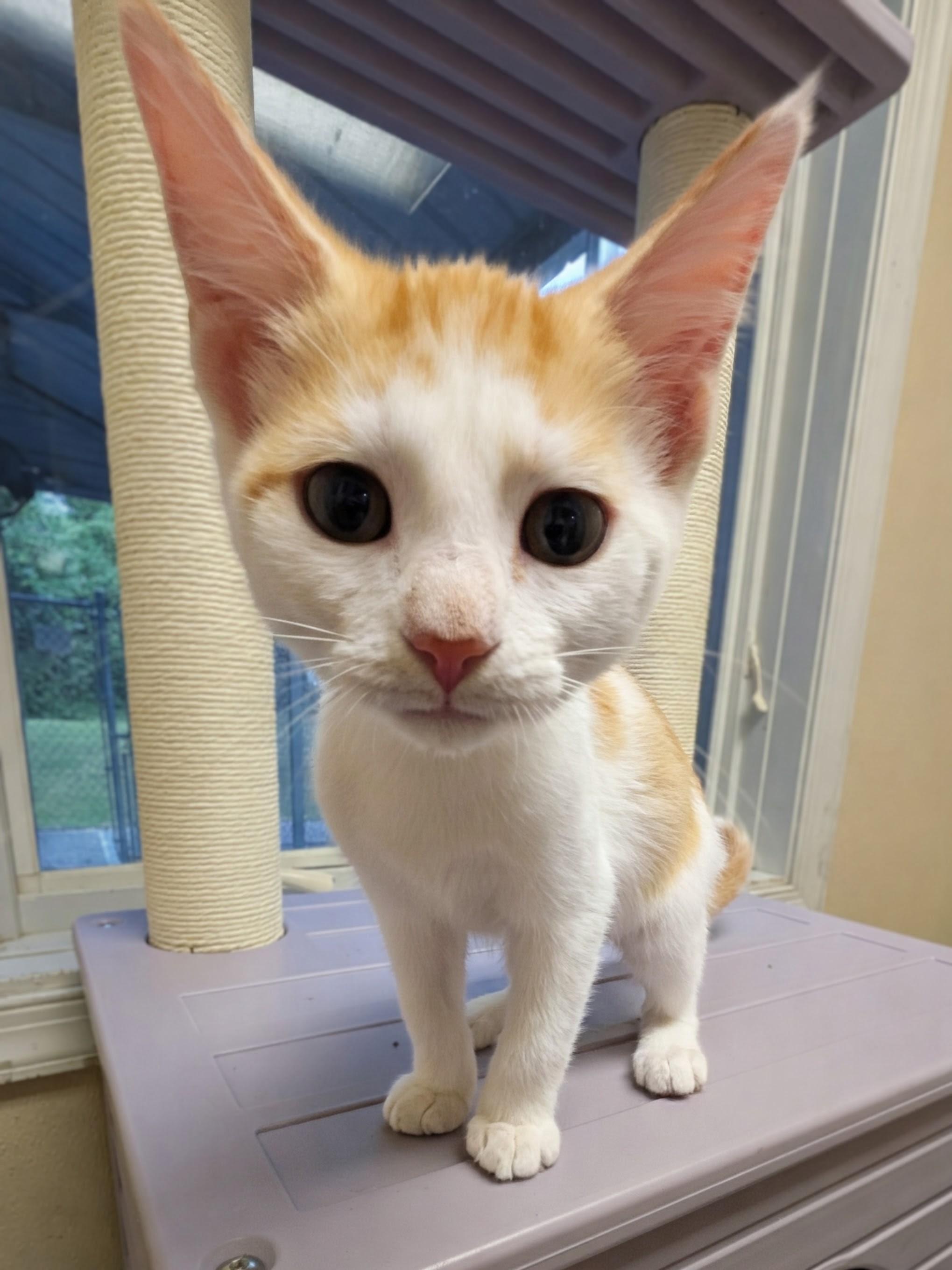 Skipper, Adoptable, Kitten Female Domestic Short Hair.