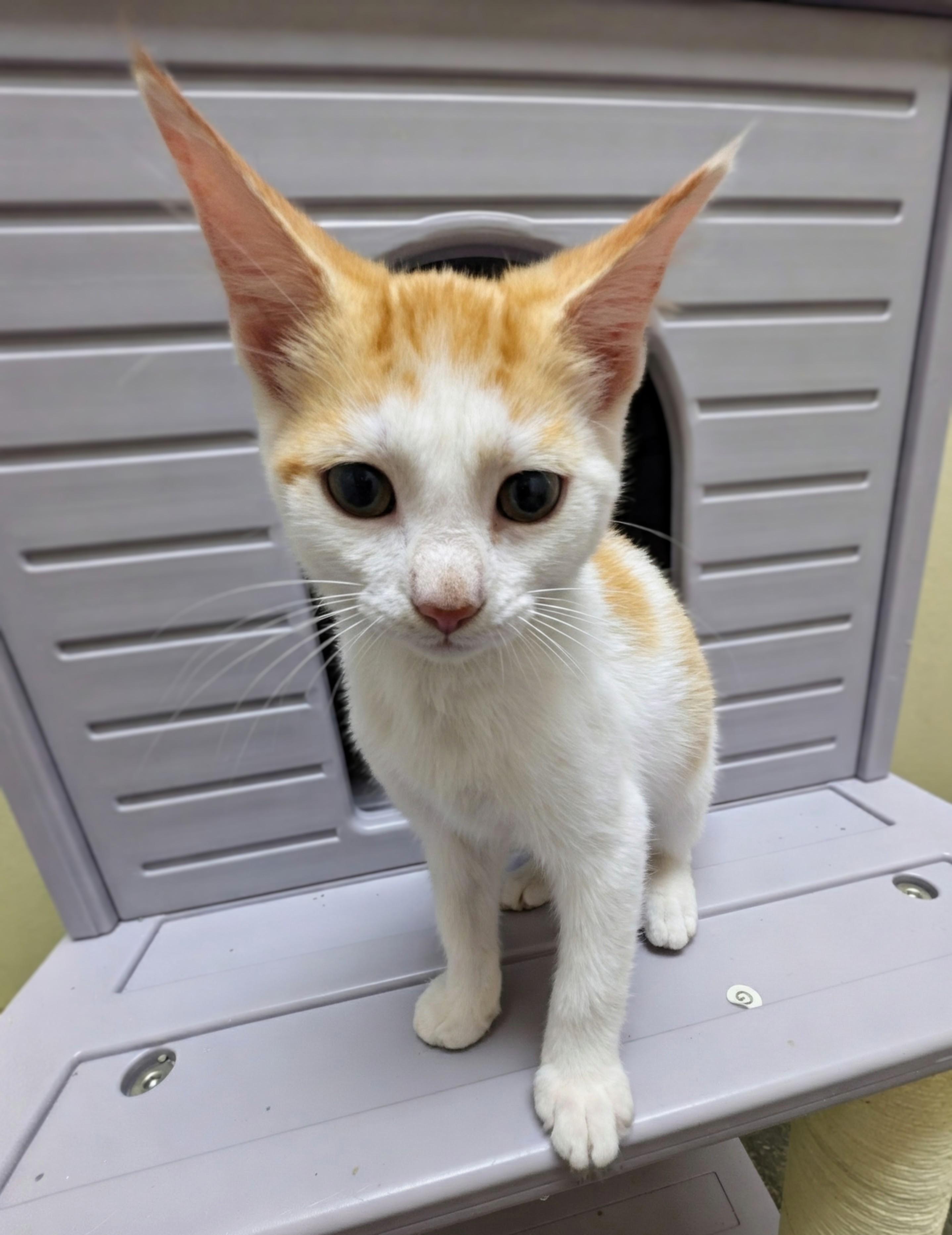 Skipper, a Adoptable mixed breed in Mount Carmel, IL image 4/5
