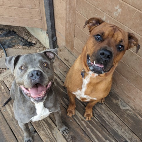 Stewie, a Adoptable mixed breed in Los Angeles, CA image 3/4