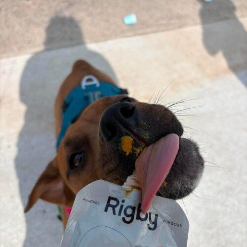 Rosie, Adoptable, Puppy Female Mixed Breed & Mixed Breed.