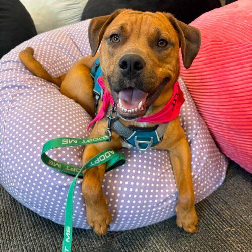 Enlarge Rosie, a Adoptable mixed breed in Edmond, OK image 2/5