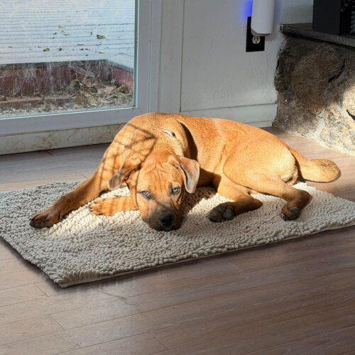 Rosie, a Adoptable mixed breed in Edmond, OK image 3/5