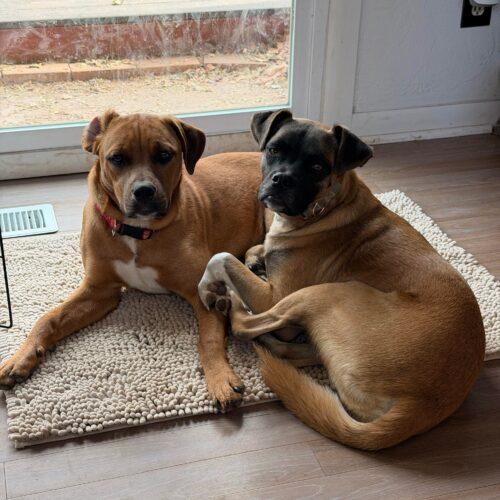 Rosie, a Adoptable mixed breed in Edmond, OK image 1/5