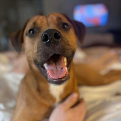 Rosie, a Adoptable mixed breed in Edmond, OK image 4/5