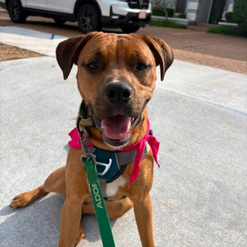 Enlarge Rosie, a Adoptable mixed breed in Edmond, OK image 3/5