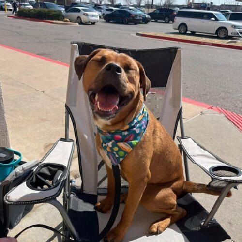 Enlarge Rosie, a Adoptable mixed breed in Edmond, OK image 4/5