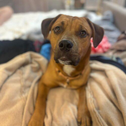 Rosie, a Adoptable mixed breed in Edmond, OK image 5/5