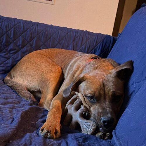 Rosie, a Adoptable mixed breed in Edmond, OK image 2/5