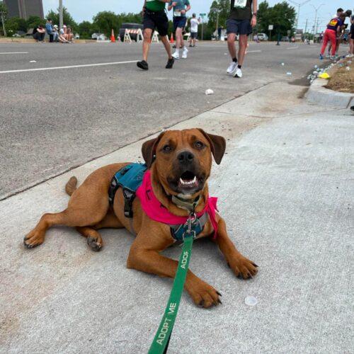 Enlarge Rosie, a Adoptable mixed breed in Edmond, OK image 5/5