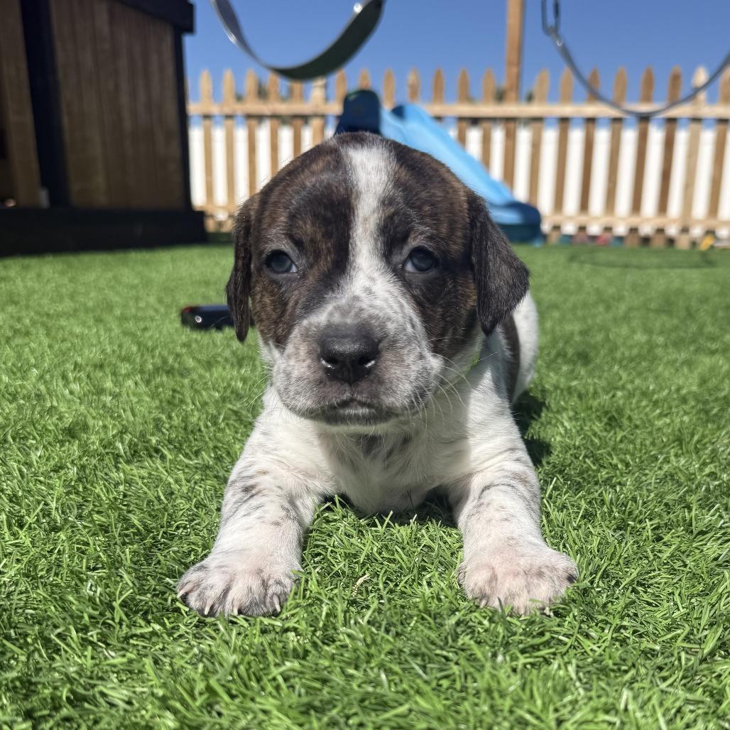 Franklin, Adoptable, Puppy Male Boxer & Cattle Dog.