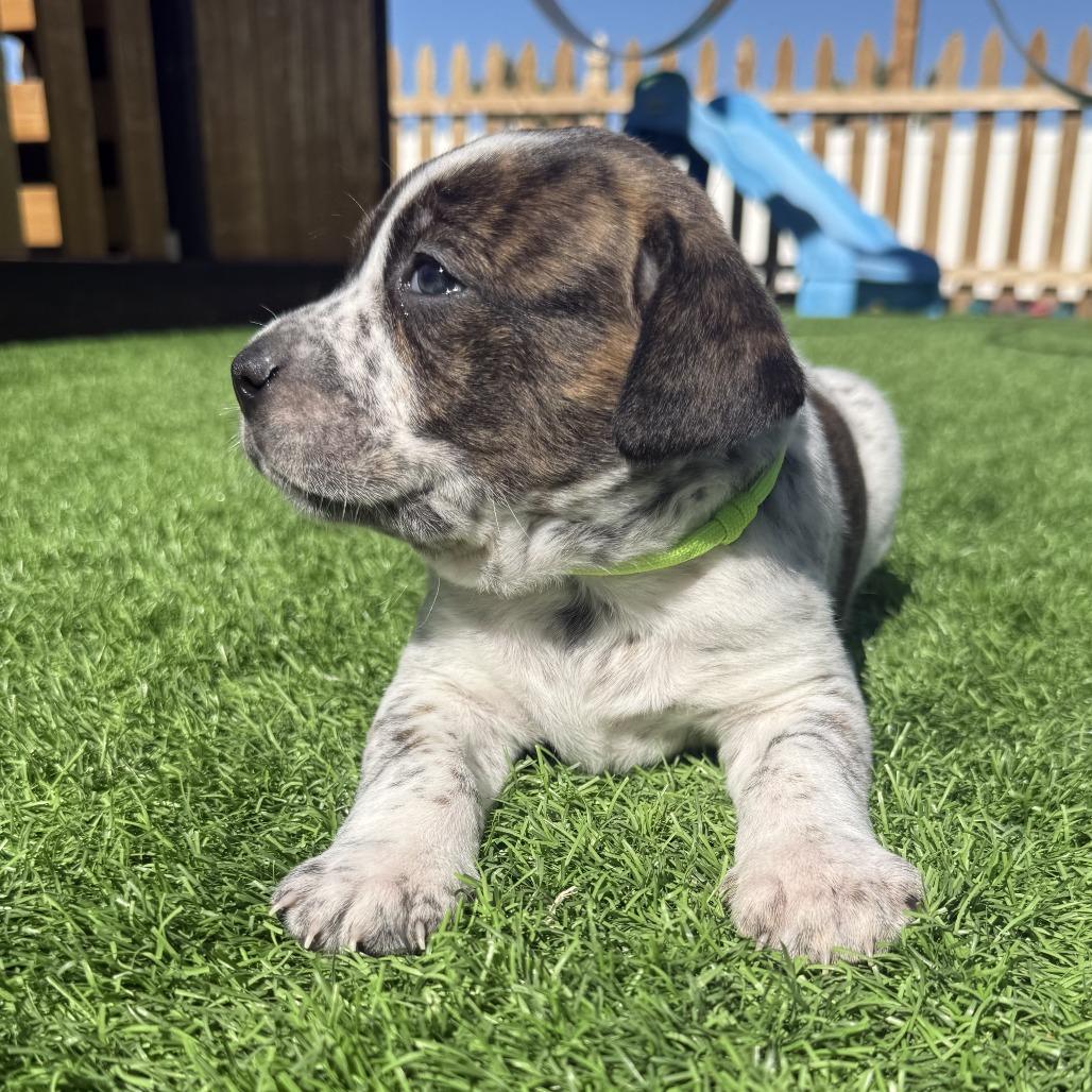 Enlarge Franklin, a Adoptable mixed breed in McMinnville, OR image 2/2