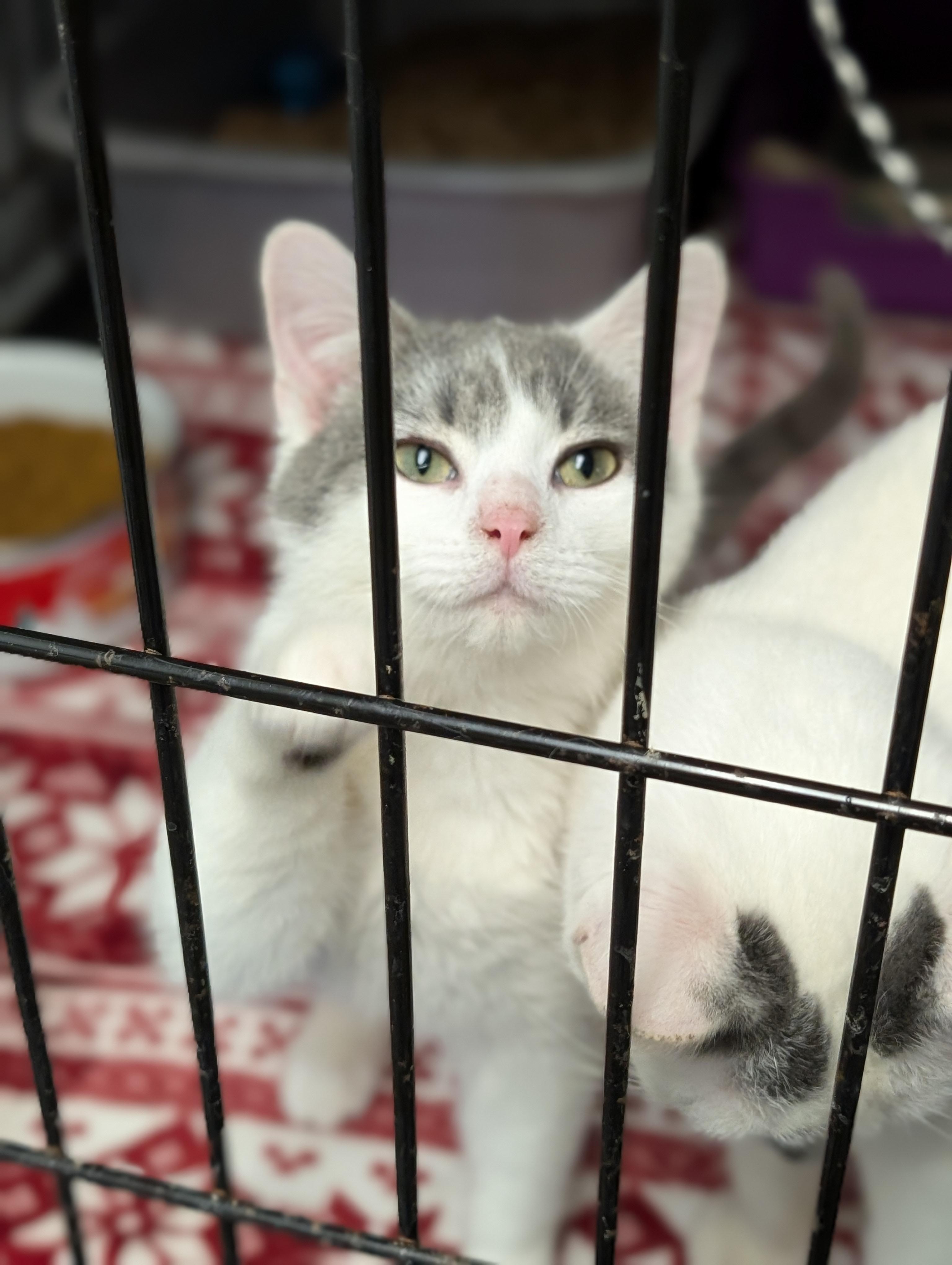 Enlarge Jasper, an adopted Domestic Short Hair in Tilton, IL image 5/5